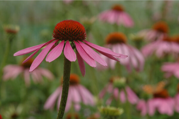 Echinacea purpurea - Roter Sonnenhut/Echinacea