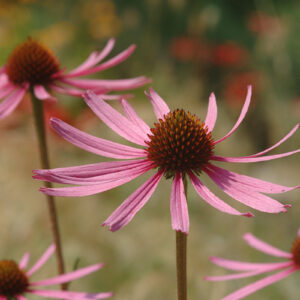 Echinacea tennesseensis - Tennessee-Sonnenhut