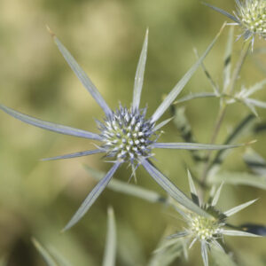 Eryngium amethystinum - Amethyst-Mannstreu