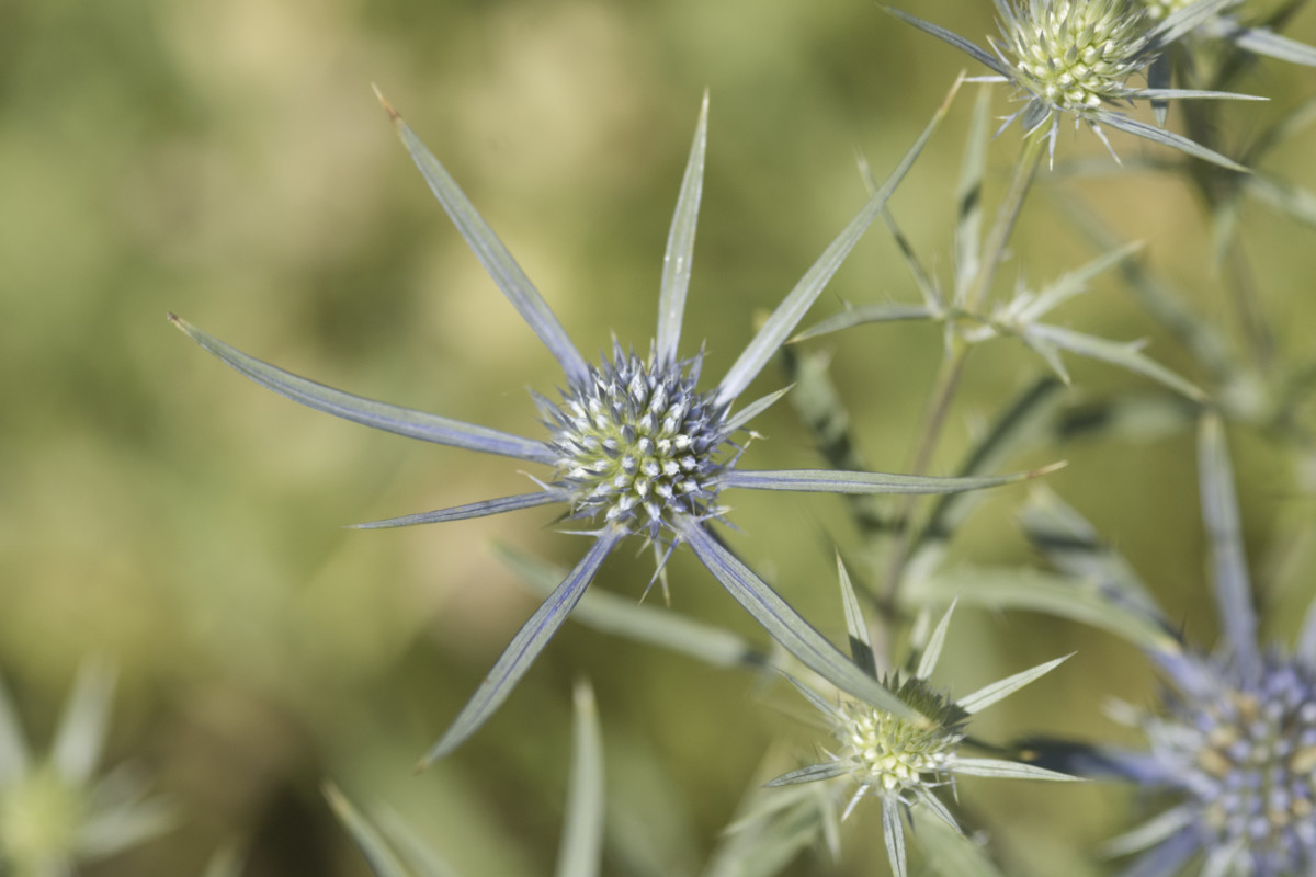 Eryngium amethystinum AmethystMannstreu Gärtnerei Moos