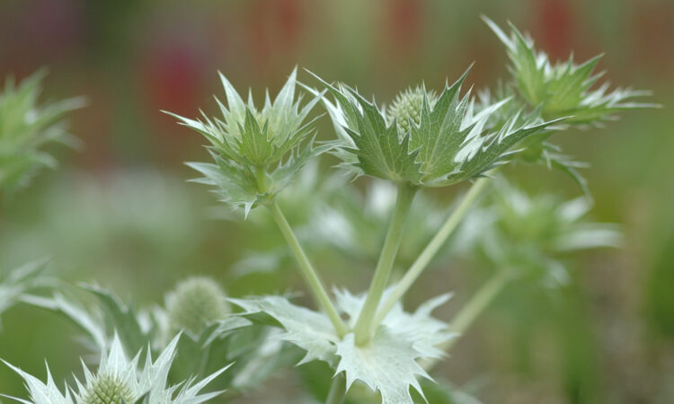 Eryngium giganteum 'Silver Ghost'