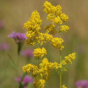 Galium verum - Echtes Labkraut (Regio)