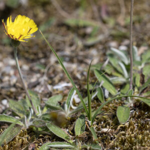 Hieracium pilosella - Kleines Habichtskraut (Regio)