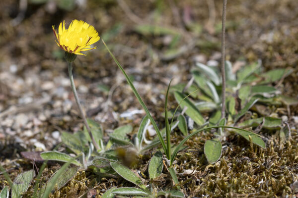 Hieracium pilosella - Kleines Habichtskraut (Regio)