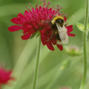 Knautia macedonica - Rote Witwenblume