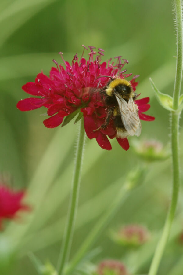 Knautia macedonica - Rote Witwenblume