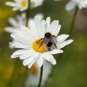 Leucanthemum vulgare - Wiesenmargerite (Regio)