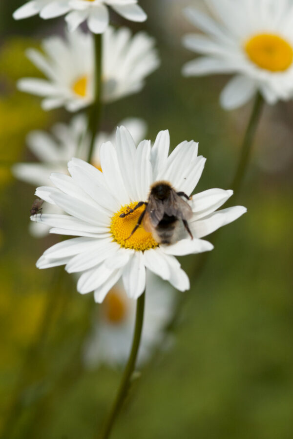 Leucanthemum vulgare - Wiesenmargerite (Regio)