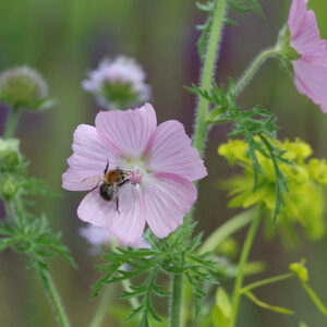 Malva moschata - Moschus-Malve (Regio)