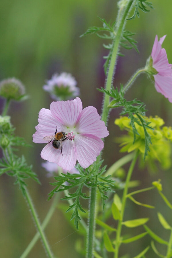 Malva moschata - Moschus-Malve (Regio)