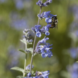 Nepeta x faassenii 'Walkers Low' - Katzenminze 'Walkers Low'