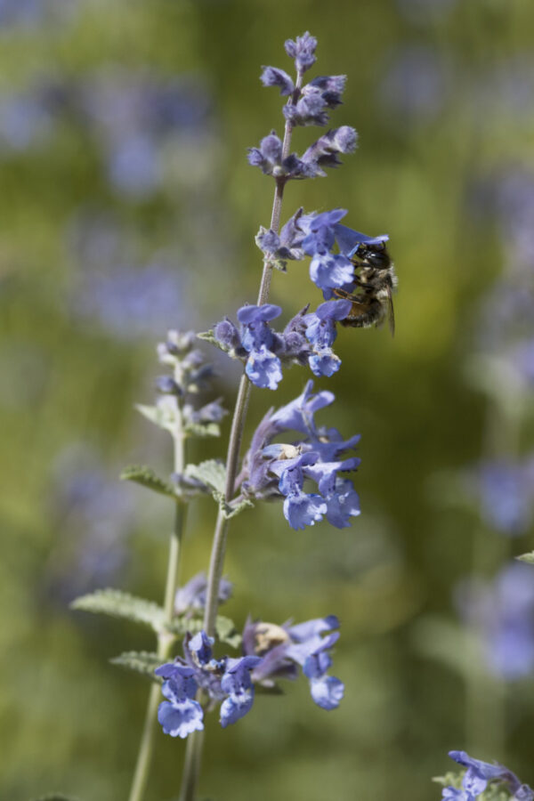 Nepeta x faassenii 'Walkers Low' - Katzenminze 'Walkers Low'