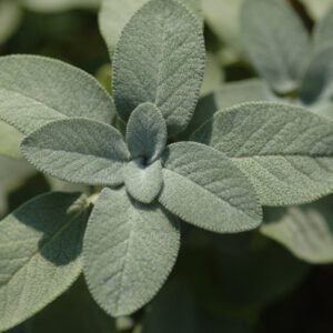 Salvia officinalis 'Berggarten'