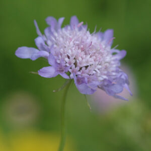 Scabiosa canescens - Duft-Skabiose / Graublättrige Skabiose