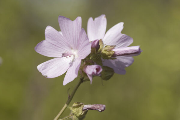 Sidalcea malviflora - Präriemalve
