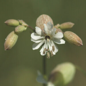 Silene vulgaris - Taubenkropf-Leimkraut (Regio)