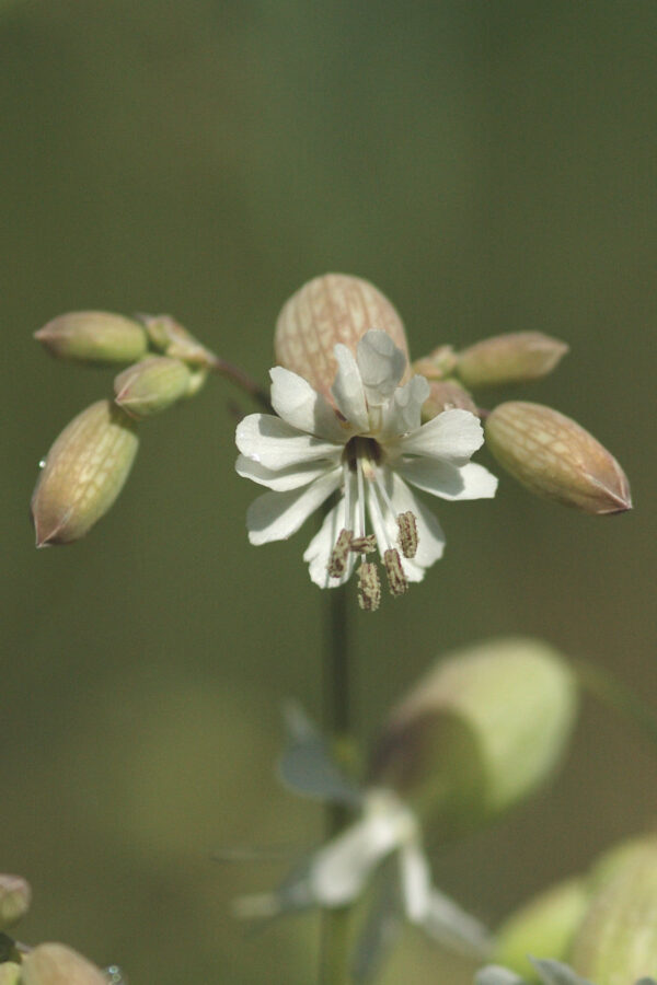 Silene vulgaris - Taubenkropf-Leimkraut (Regio)