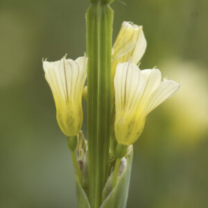 Sisyrinchium striatum - Hellgelbe Binsenlilie / Arentinisches Grasschwertel