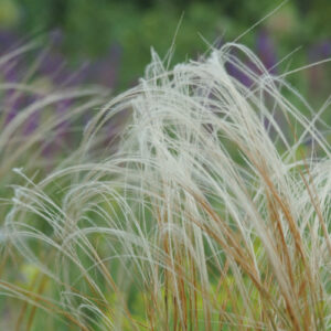 Stipa tirsa - Roßschweif-Federgras