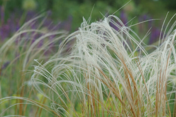 Stipa tirsa - Roßschweif-Federgras