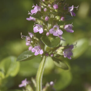 Thymus pulegioides 'Tabor' - Pizza-Thymian 'Tabor'