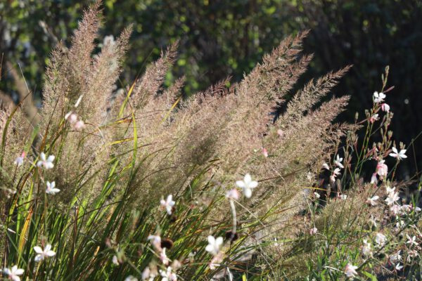 Calamagrostis brachytricha