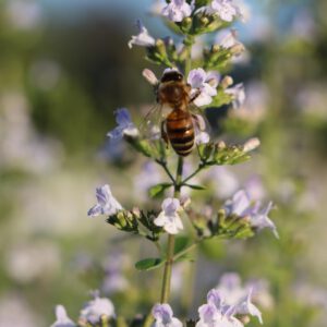 Calamintha nepeta 'Triumphator' mit Biene