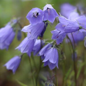 campanula cochlearifolia bavaria blue