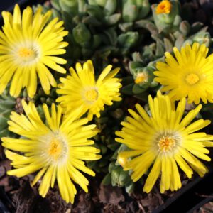Delosperma congestum