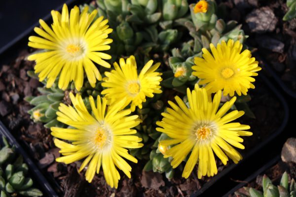 Delosperma congestum