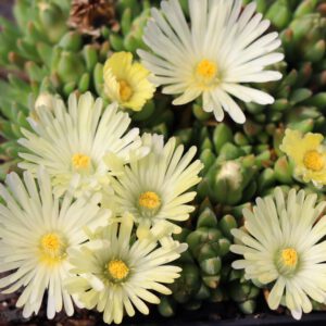Delosperma congestum 'White Nugget'