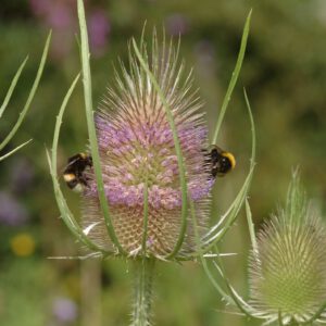 Dipsacus sylvestris - Wilde Karde