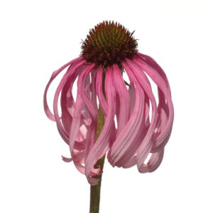 Echinacea simulata - Schein-Sonnenhut