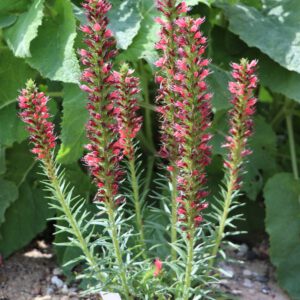 Echium russicum ganz