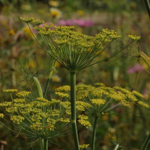 Foeniculum vulgare -Echter Fenchel / Gewürzfenchel