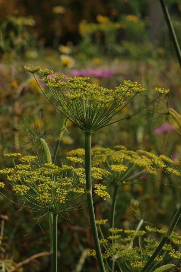 Foeniculum vulgare -Echter Fenchel / Gewürzfenchel