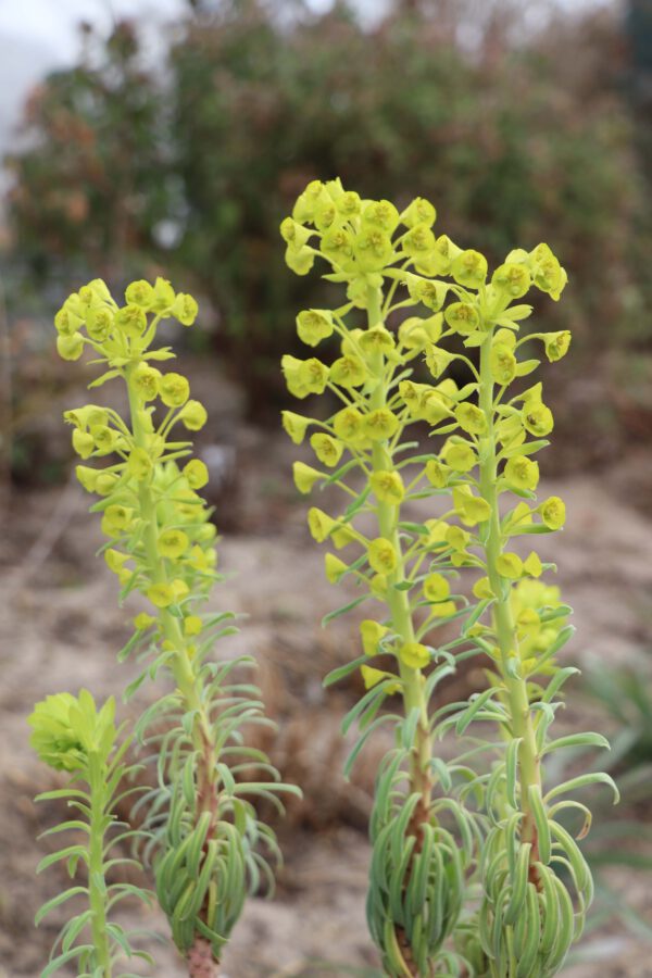 Euphorbia characias ssp. wulfenii 2