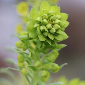 Euphorbia characias ssp. wulfenii 3