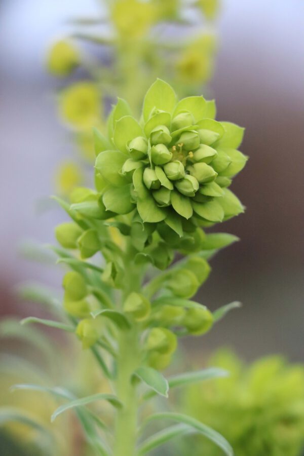 Euphorbia characias ssp. wulfenii 3