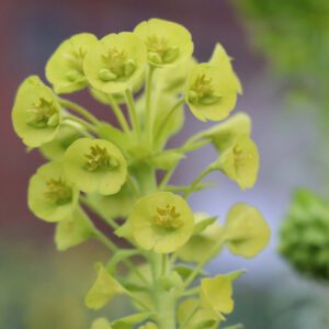 Euphorbia characias ssp. wulfenii