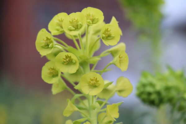 Euphorbia characias ssp. wulfenii