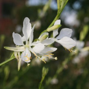 Gaura lindheimeri 'Cool Breeze' - Weiße Prachtkerze 'Cool Breeze'