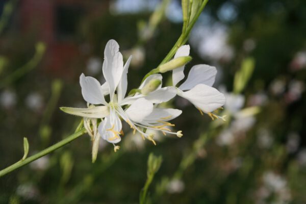 Gaura lindheimeri 'Cool Breeze' - Weiße Prachtkerze 'Cool Breeze'