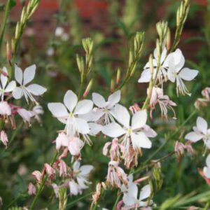 Gaura lindheimeri 'Summer Breeze' - Prachtkerze 'Summer Breeze'