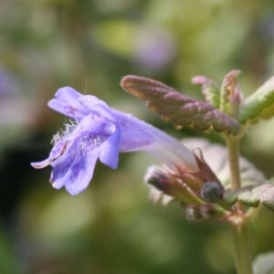 Glechoma hederacea - Gundermann