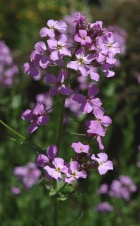 Hesperis matronalis - Nachtviole