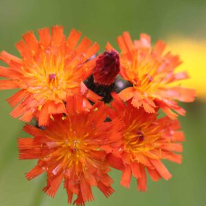 Hieracium aurantiacum - Orangerotes Habichtskraut