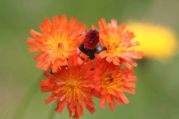 Hieracium aurantiacum - Orangerotes Habichtskraut