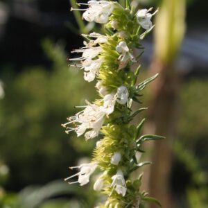 Hyssopus officinalis 'Albus' - Ysop 'Albus'
