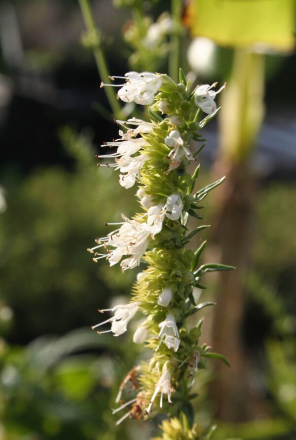 Hyssopus officinalis 'Albus' - Ysop 'Albus'
